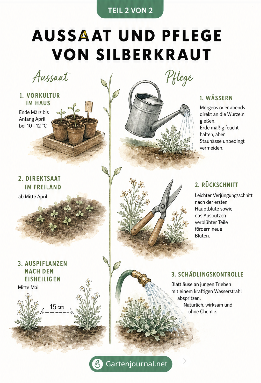 Illustration zur Aussaat und Pflege von Silberkraut mit Zeitstrahl, Gießkanne und Gartenschere