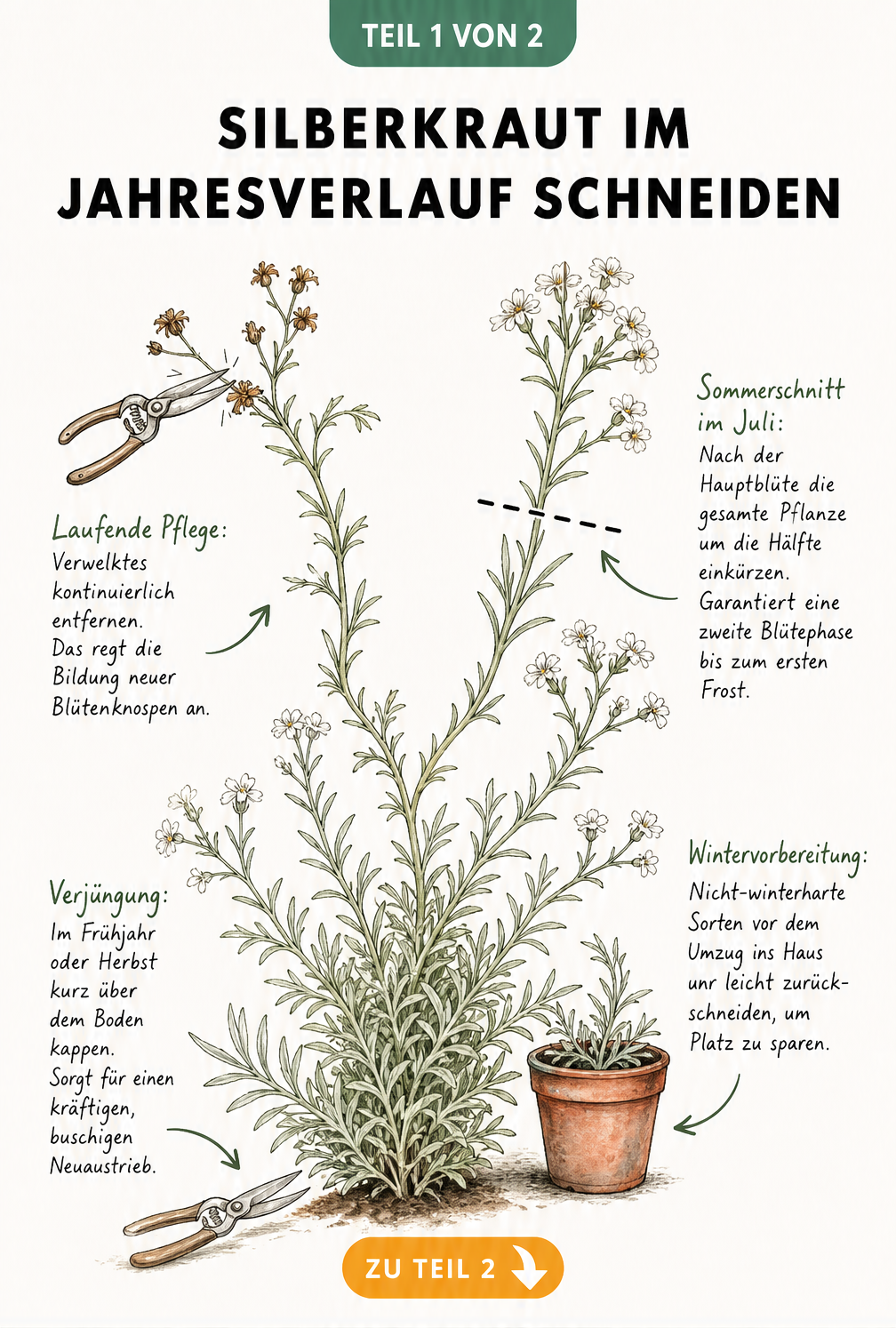 Botanische Skizze zum Schnitt von Silberkraut im Jahresverlauf mit Schere und Trieben