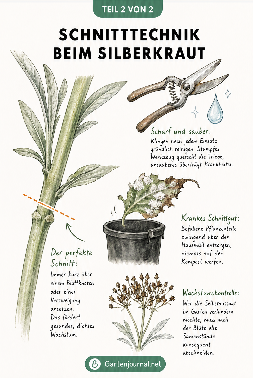 Makro-Ansicht eines Silberkraut-Stängels mit Schnittlinie und Gartenschere