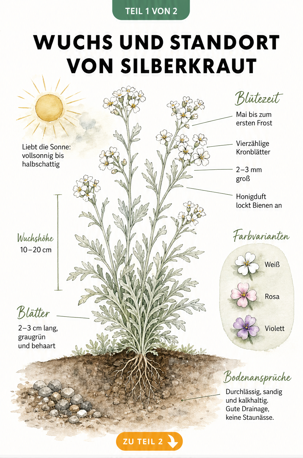 Botanische Illustration von Silberkraut mit Blüten, Wurzelballen, Wuchshöhe und Standortansprüchen