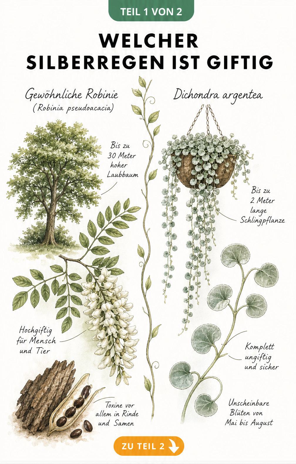 Illustration der Gewöhnlichen Robinie und der Dichondra argentea im Vergleich