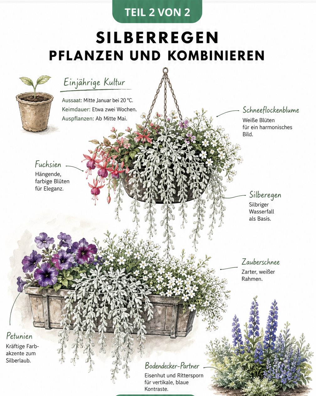 Illustration von Silberregen in Blumenampel und Balkonkasten, kombiniert mit Fuchsien, Petunien und Zauberschnee.