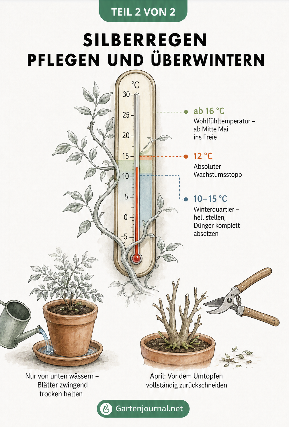 Illustration zur Pflege des Silberregens mit Thermometer für Überwinterungstemperaturen und Hinweisen zum Gießen und Schneiden
