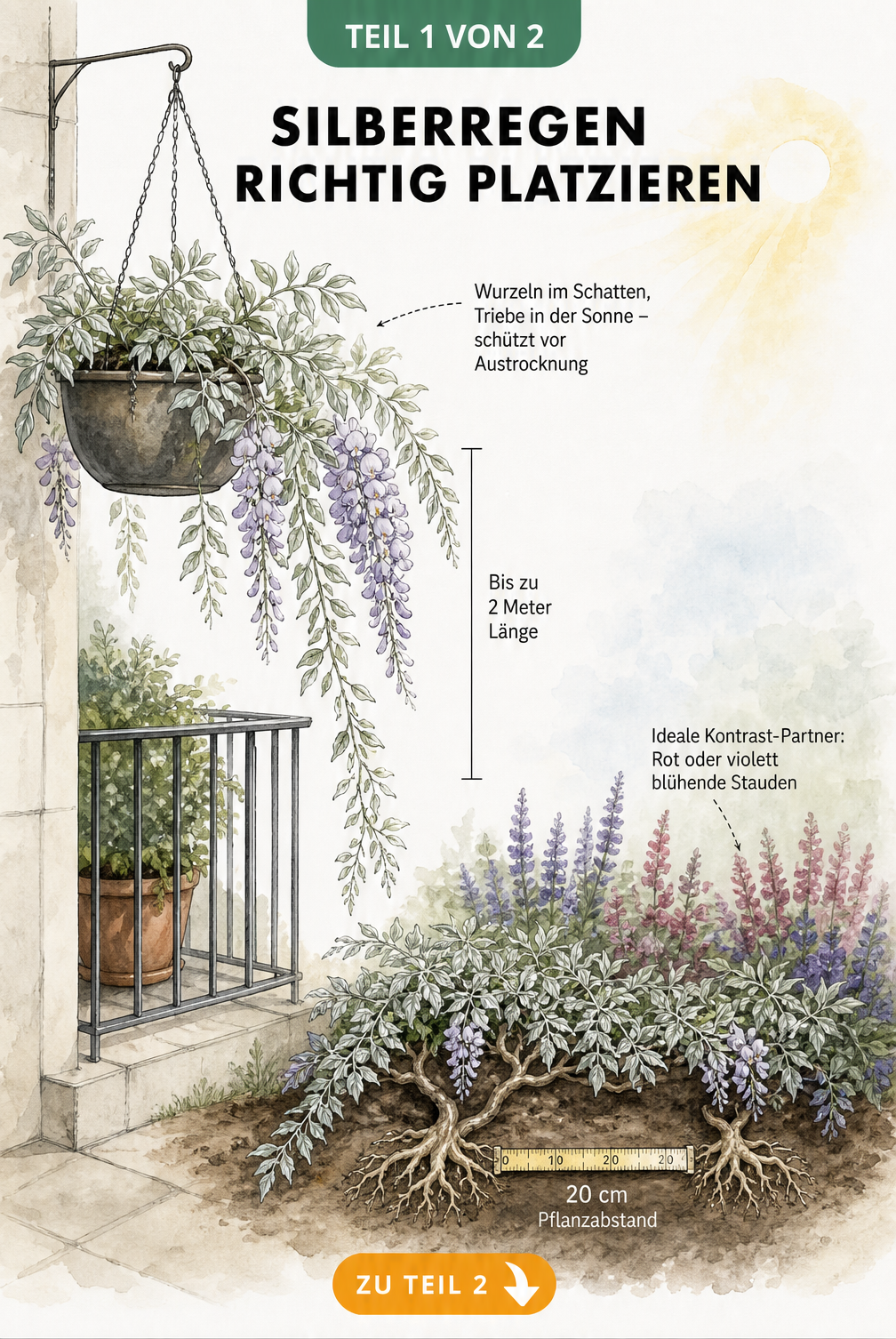 Illustration eines Silberregens in einer Blumenampel und als Bodendecker mit Hinweisen zu Standort und Pflanzabstand
