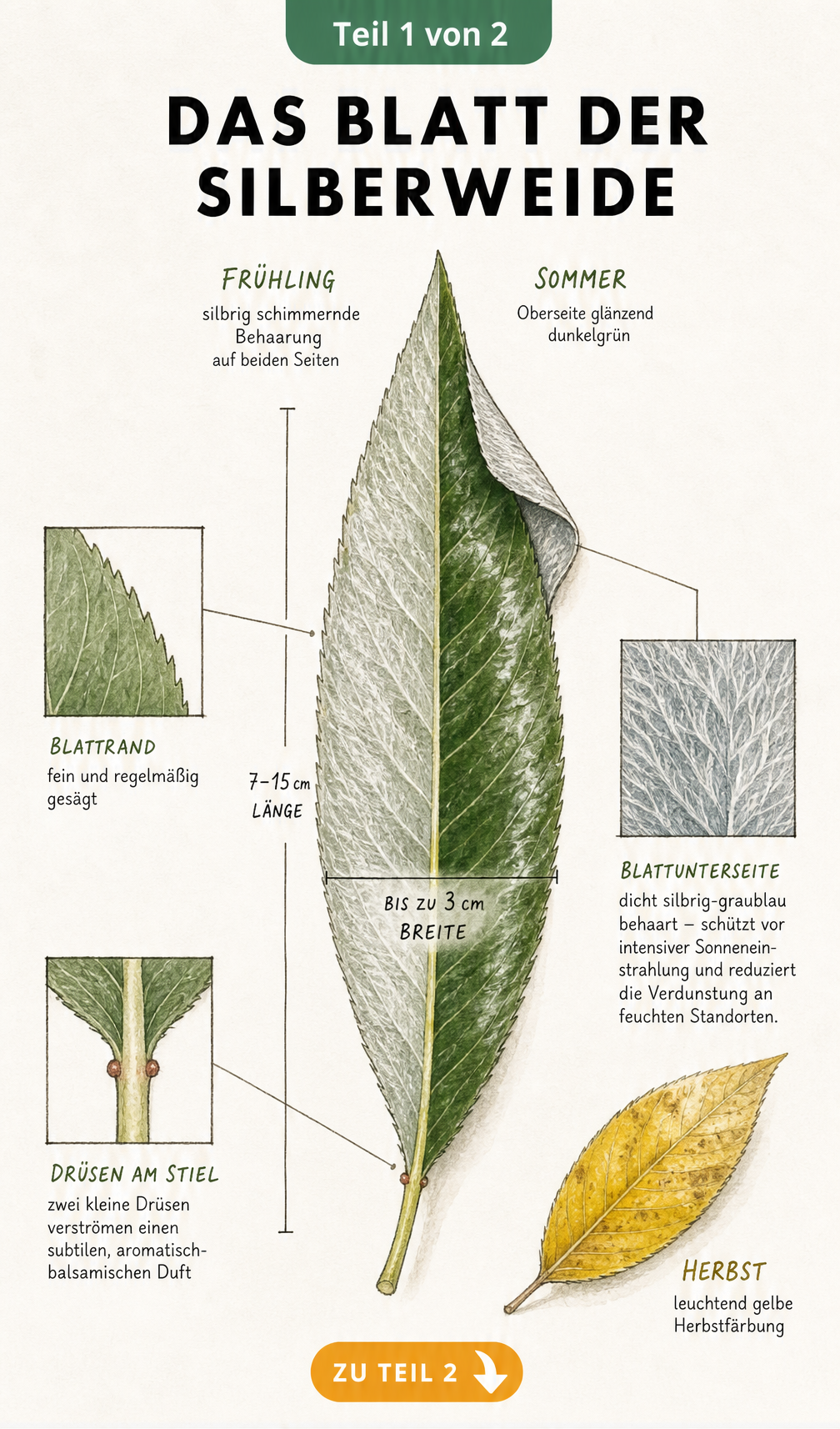 Botanische Illustration eines Silberweidenblattes mit Details zu Blattrand, Blattstiel und Behaarung