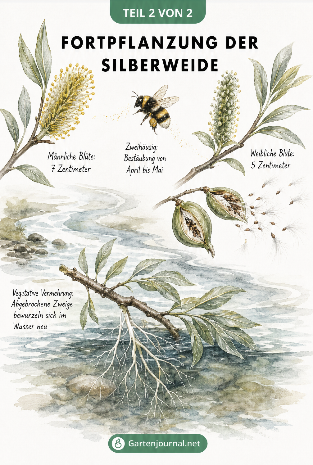 Aquarell-Illustration zur Fortpflanzung der Silberweide: männliche und weibliche Blüten, Bestäubung durch Hummel und vegetative Vermehrung im Wasser