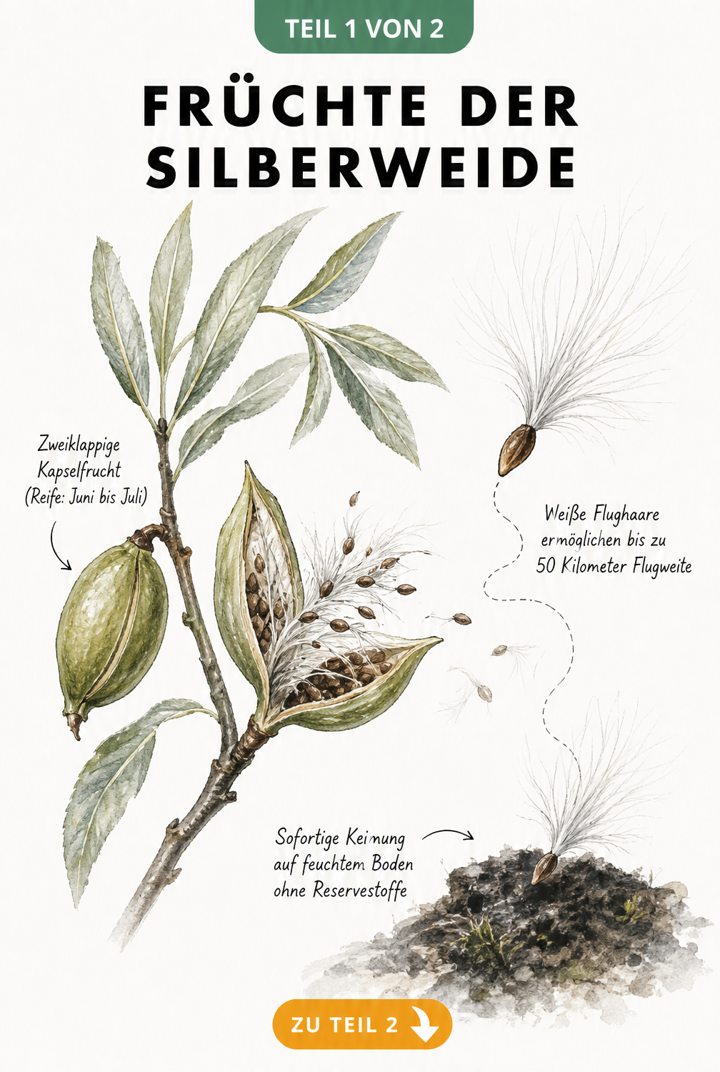 Botanische Illustration der Silberweiden-Früchte: geschlossene und geöffnete Kapselfrucht mit fliegenden Samen