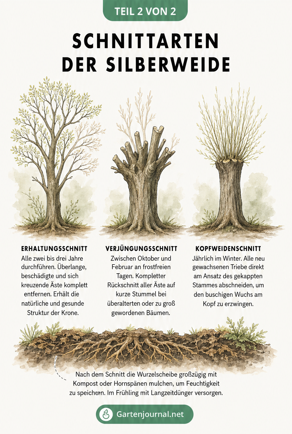 Aquarell-Illustration der drei Schnittarten für Silberweiden: Erhaltungsschnitt, Verjüngungsschnitt und Kopfweidenschnitt