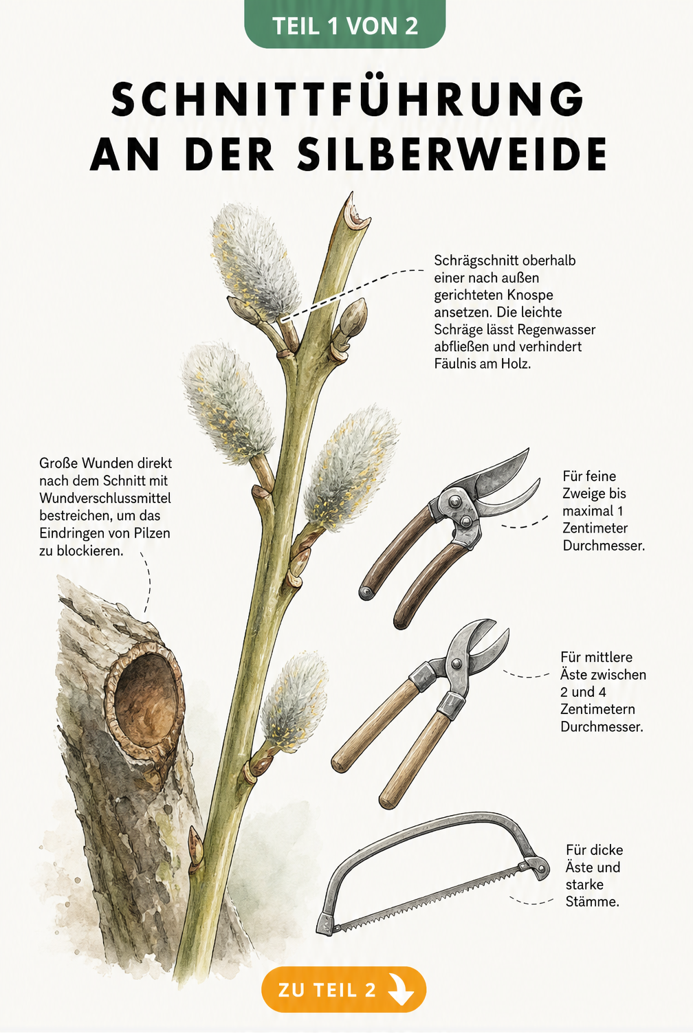 Illustration der Schnittführung an einer Silberweide mit Werkzeugen wie Handschere, Astschere und Bügelsäge