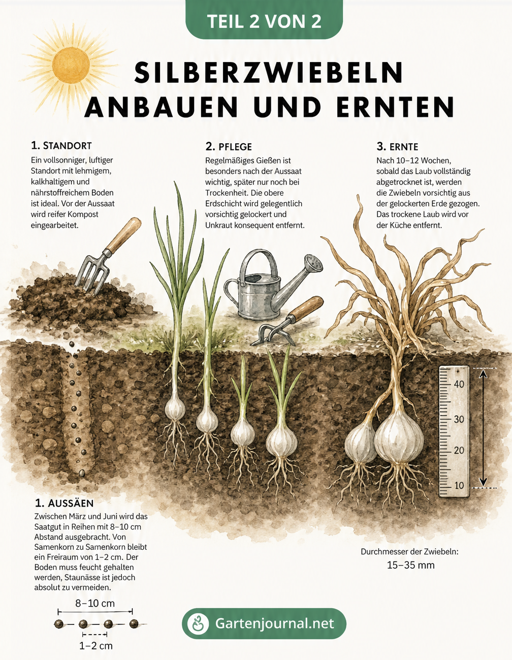Botanische Lehrtafel zum Anbau von Silberzwiebeln mit Darstellung von Aussaat, Pflege und Ernte im Erdquerschnitt