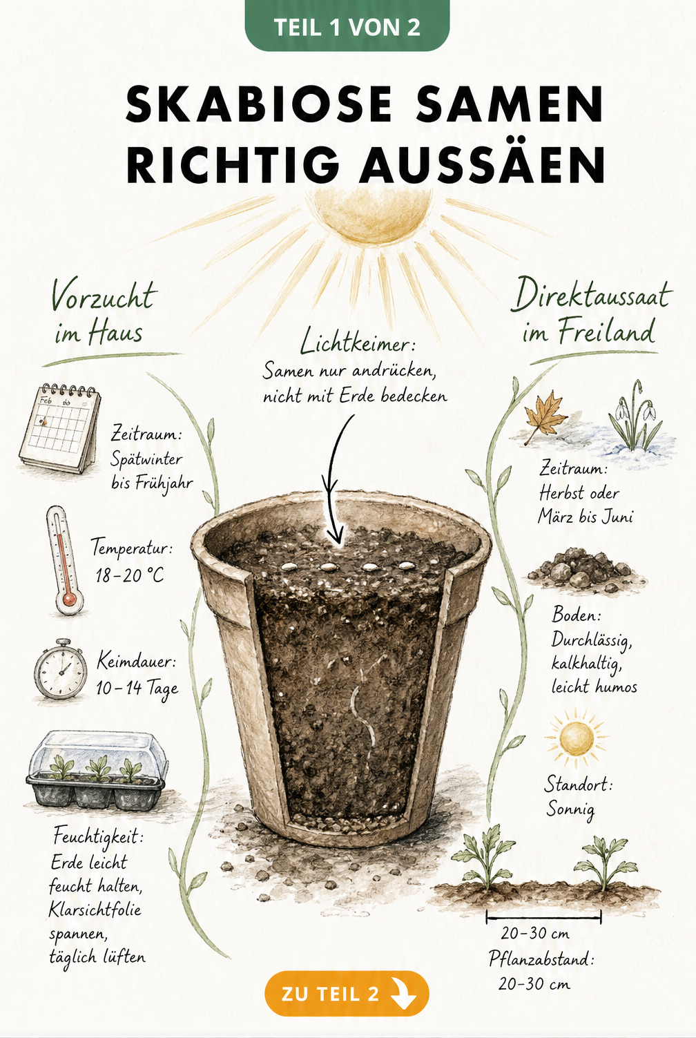 Illustration zur Aussaat von Skabiose-Samen mit Anzuchttopf und Hinweisen zu Lichtkeimern, Vorzucht und Direktaussaat