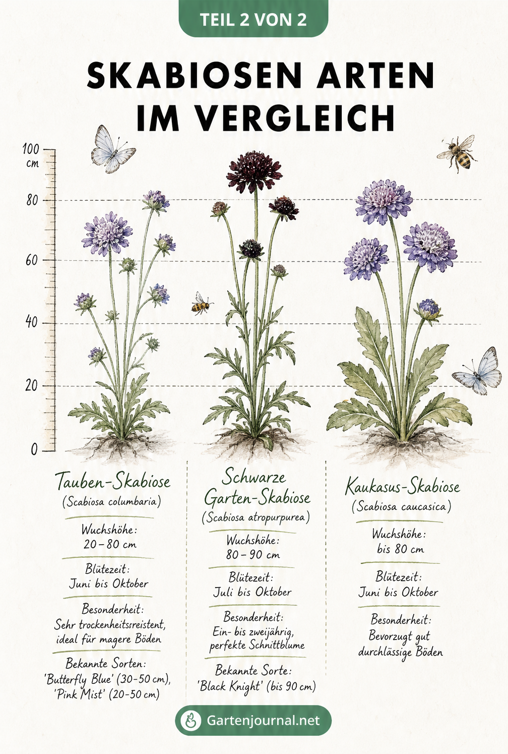 Vergleich von drei Skabiosen-Arten: Tauben-Skabiose, Schwarze Garten-Skabiose und Kaukasus-Skabiose mit Wuchshöhen und Blütezeiten