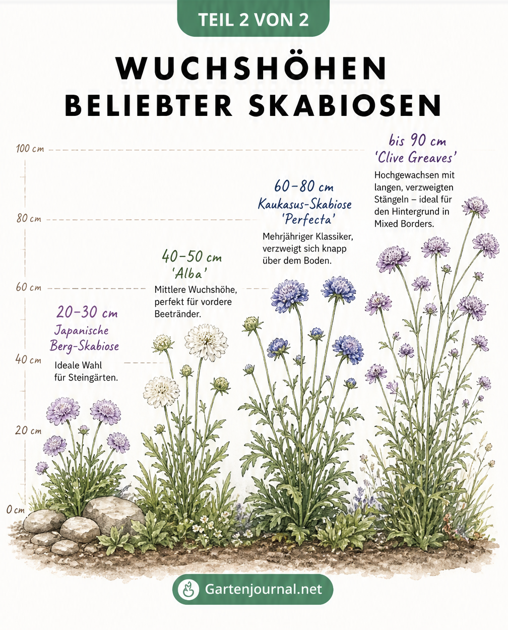 Illustration verschiedener Skabiosen-Sorten im Vergleich ihrer Wuchshöhen