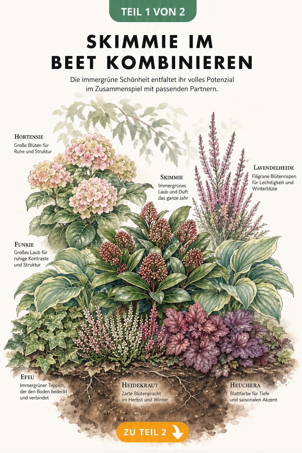 Botanische Illustration einer Skimmie im Beet mit Hortensien, Lavendelheide, Funkien, Efeu und Heidekraut
