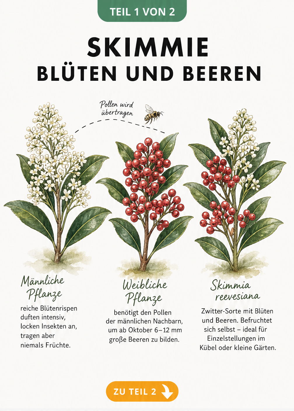 Botanische Illustration von Skimmie-Zweigen, die männliche Blüten, weibliche Beeren und eine selbstbefruchtende Zwitter-Sorte zeigt.