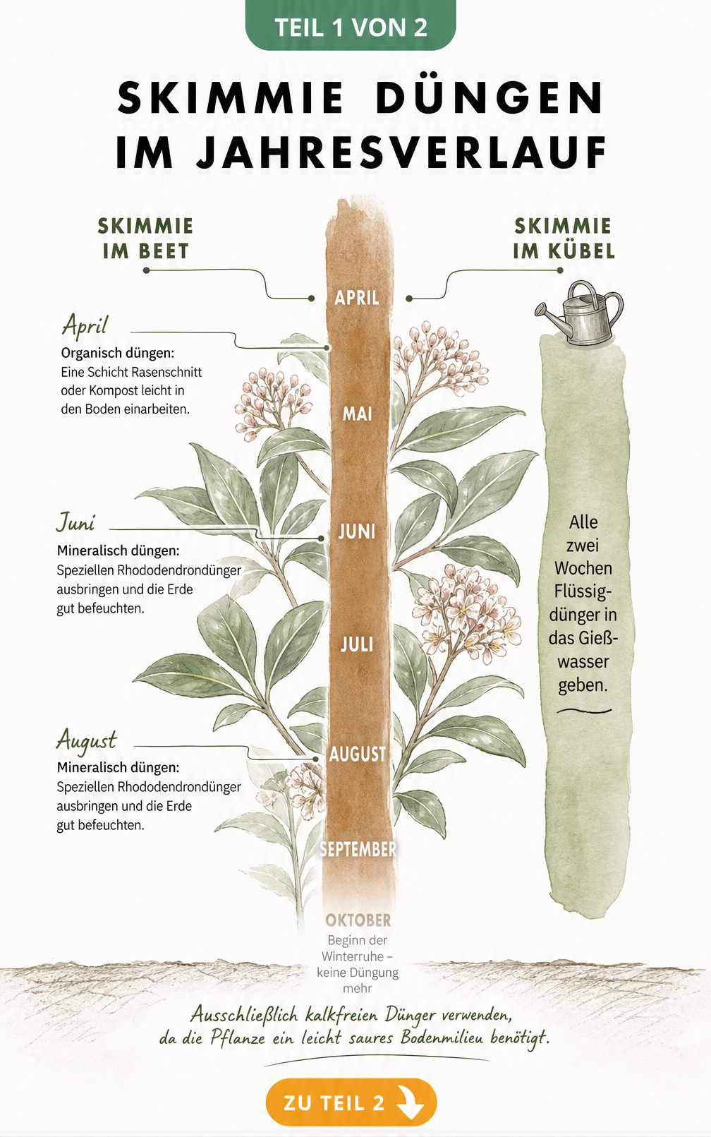 Botanischer Kalender zur Düngung der Skimmie im Beet und Kübel von April bis September