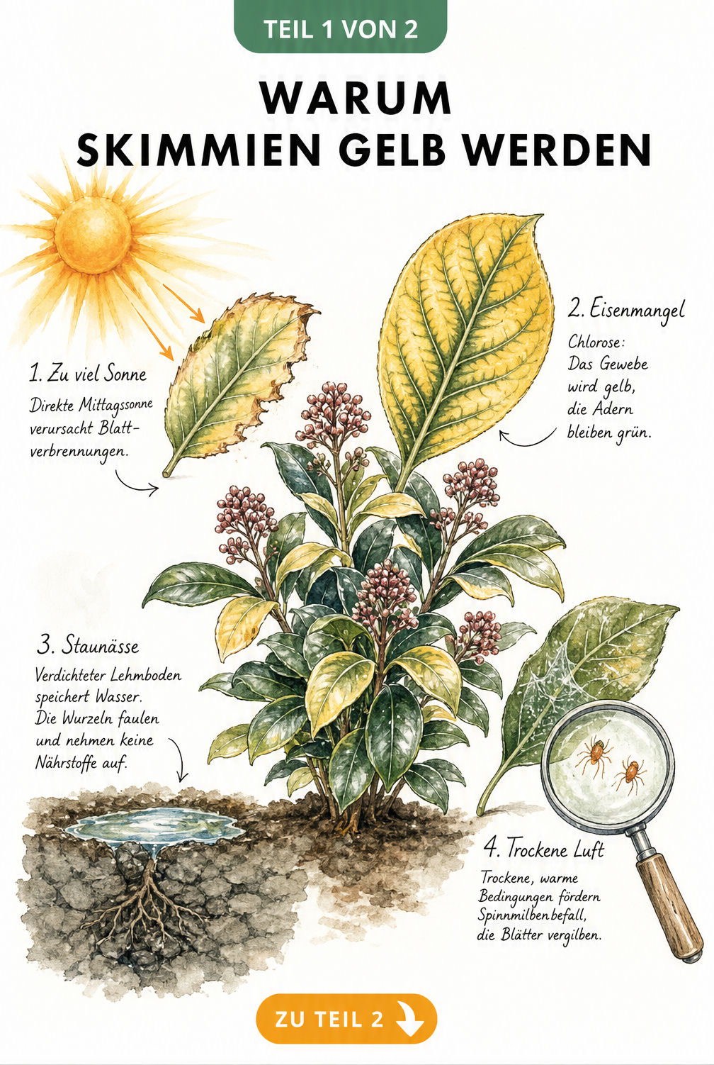 Illustration einer Skimmie mit gelben Blättern, die Ursachen wie Sonnenbrand, Eisenmangel, Staunässe und Spinnmilben zeigt