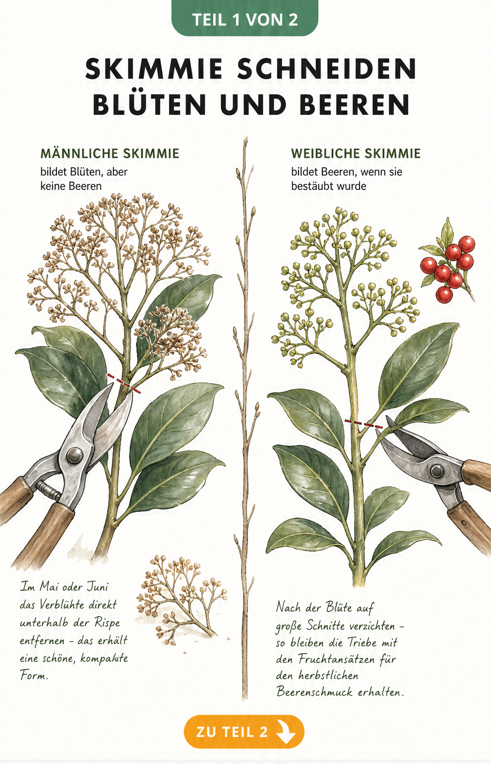 Botanische Illustration einer männlichen und weiblichen Skimmie mit Gartenschere, die den Schnitt nach der Blüte zeigt