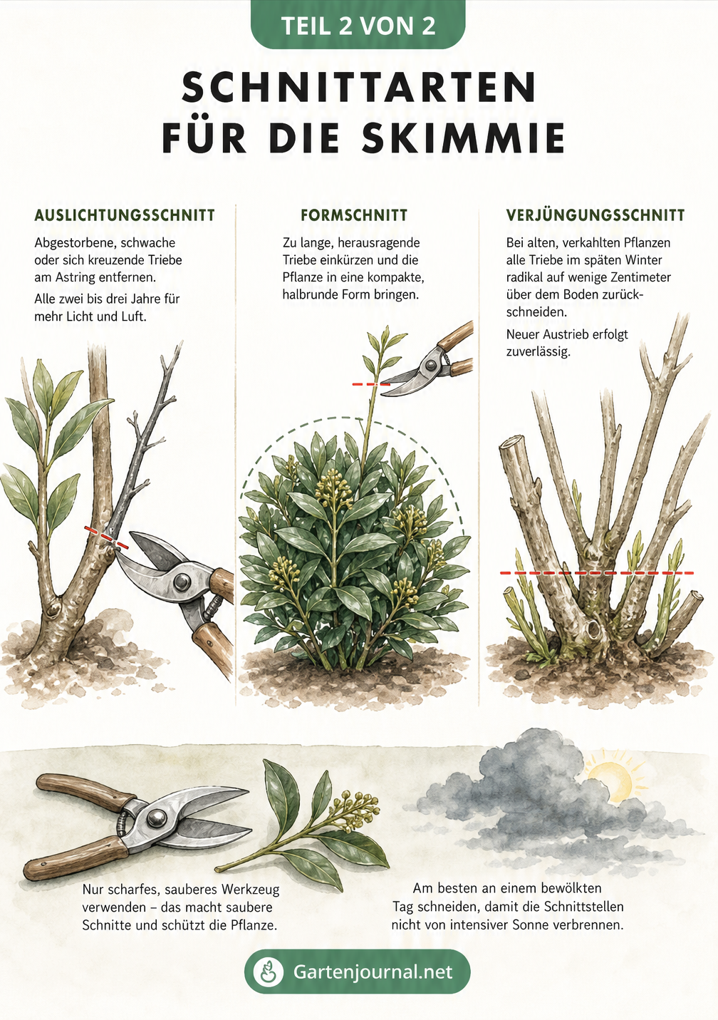 Illustration von drei Schnittarten an der Skimmie: Auslichtungsschnitt, Formschnitt und Verjüngungsschnitt