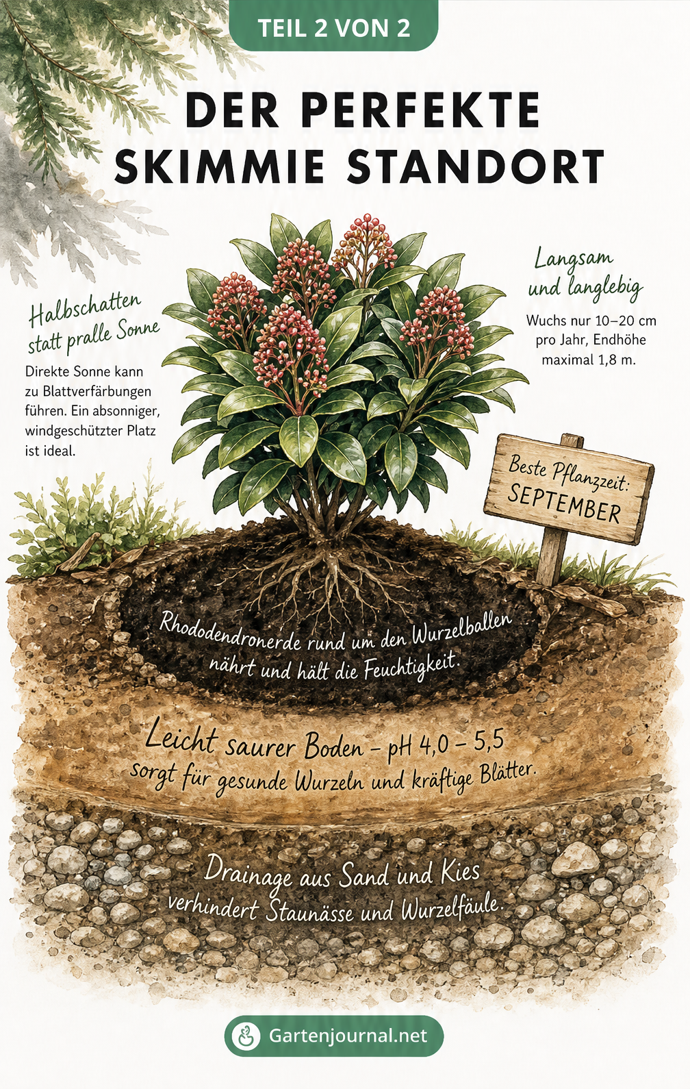 Querschnitt eines Gartenbeets mit einer Skimmie, der den idealen halbschattigen Standort, saure Rhododendronerde und eine Drainageschicht zeigt.