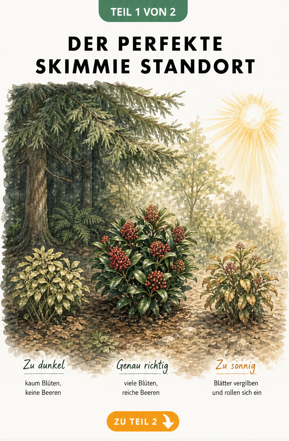 Illustration einer Skimmie in drei Lichtzonen: tiefer Schatten, Halbschatten und pralle Sonne
