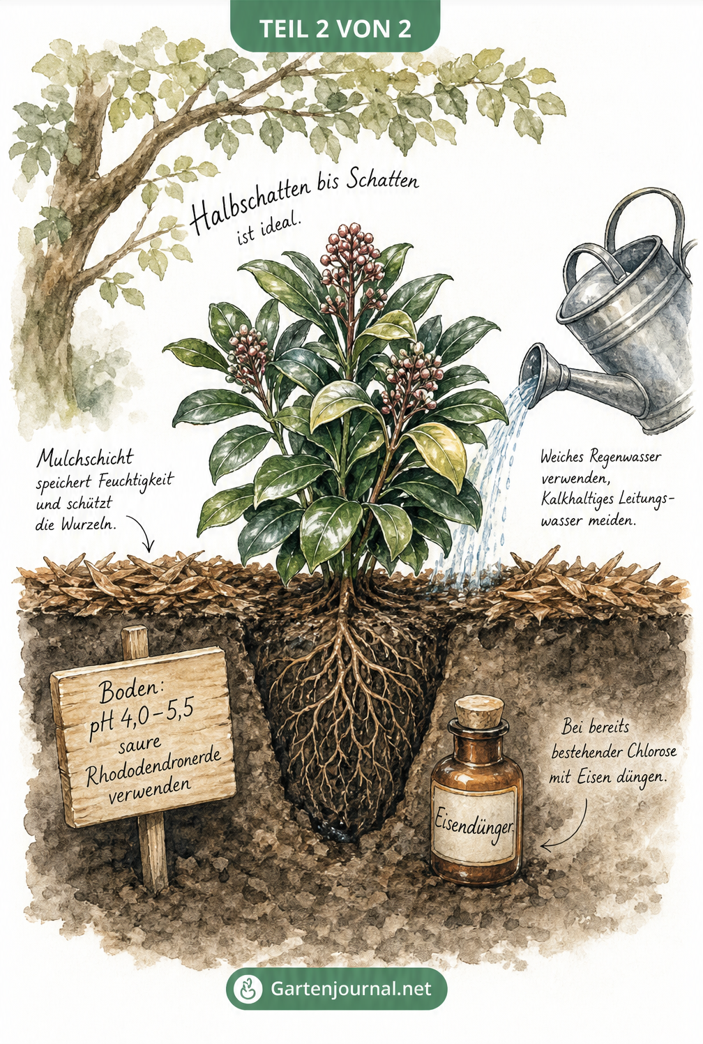 Querschnitt-Illustration einer gesunden Skimmie im Halbschatten mit saurer Rhododendronerde, Mulchschicht und Eisendünger
