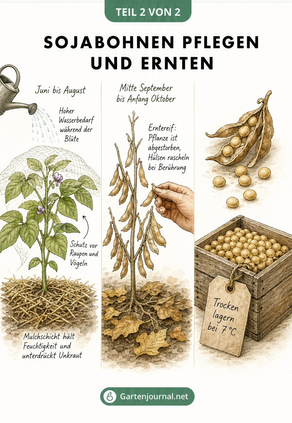 Botanische Zeichnung der Sojapflanze in drei Phasen: Blüte mit Mulchschicht, herbstliche Pflanze mit braunen Hülsen zur Ernte und getrocknete Sojabohnen in...