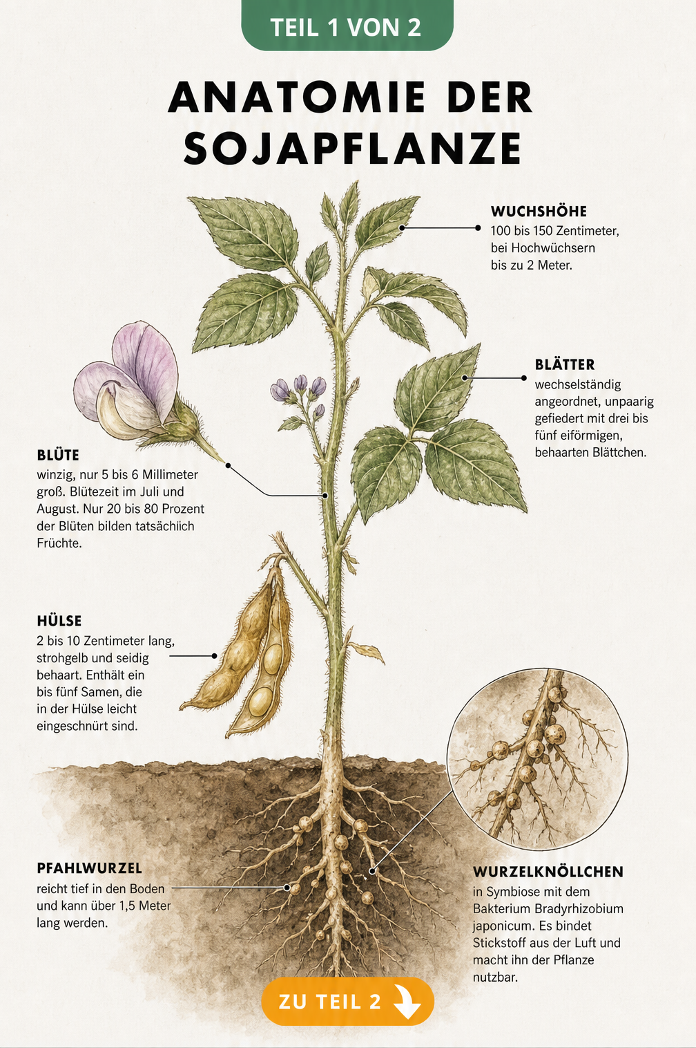 Botanische Illustration der Sojapflanze mit Wurzeln, Blättern, Blüten und Hülsenfrüchten