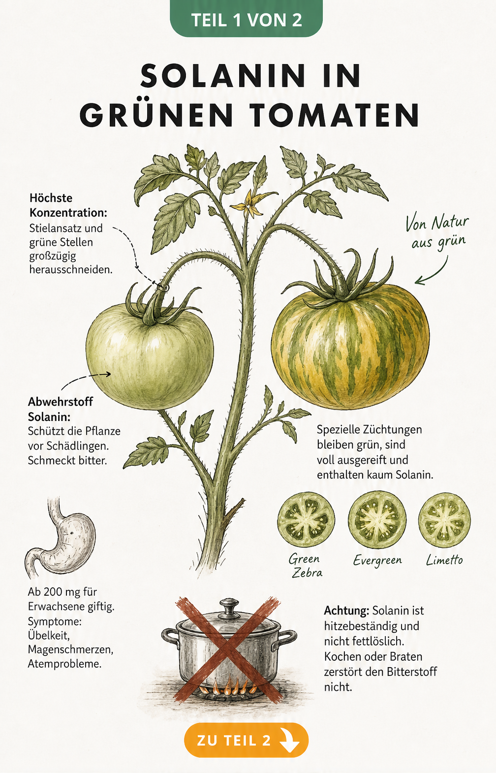 Botanische Illustration eines Tomatenzweigs mit einer unreifen und einer reifen grünen Tomate, die den Solaningehalt und die Symptome einer Vergiftung erklärt.