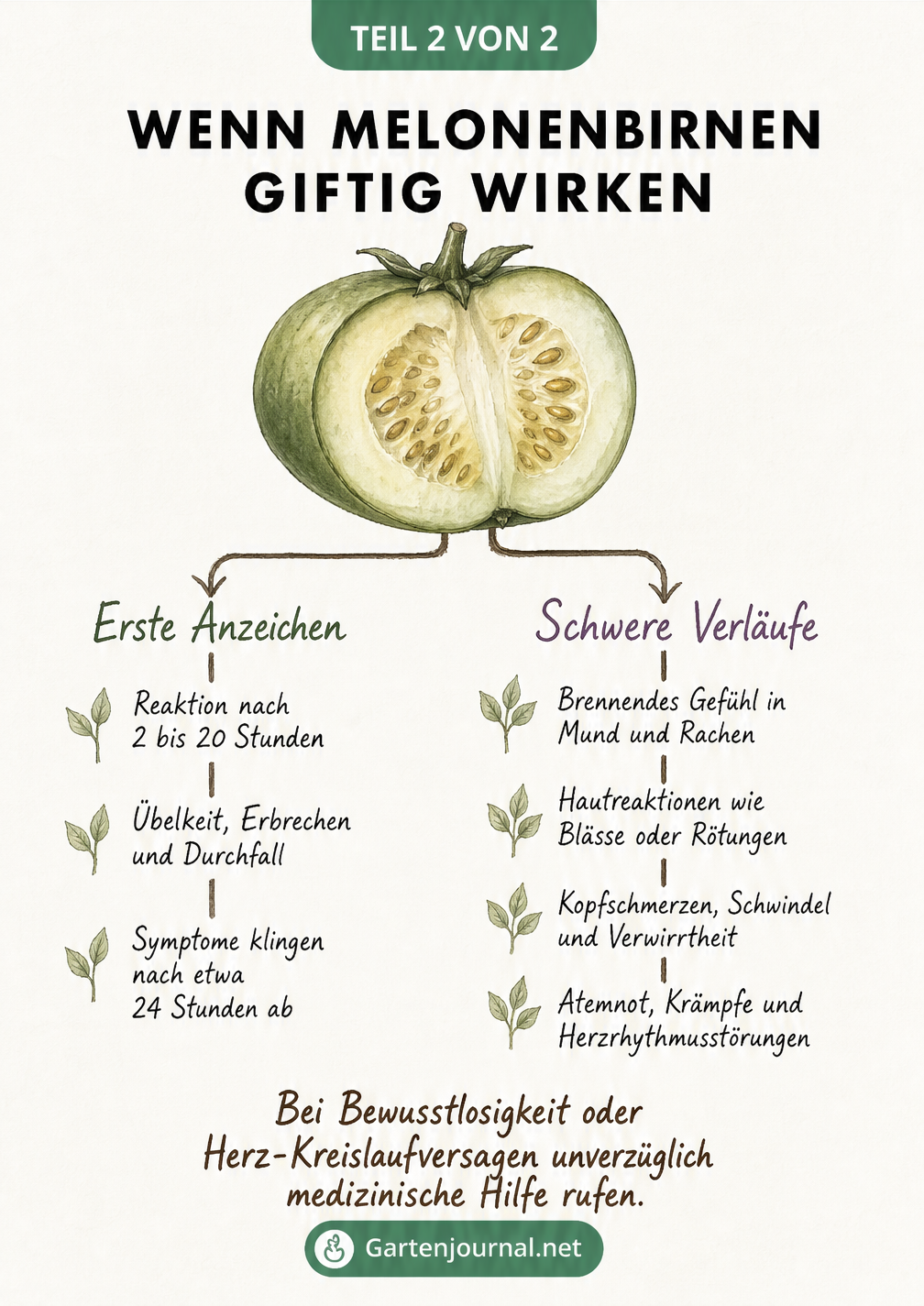 Apotheker-Illustration zu den Symptomen einer Solaninvergiftung durch unreife Melonenbirnen