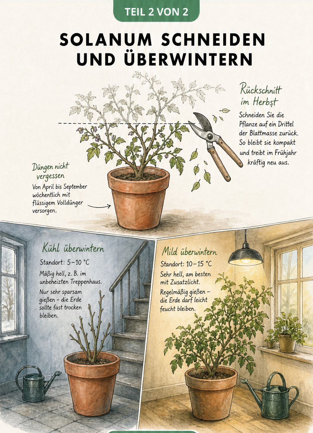Skizze zum Rückschnitt und zur Überwinterung von Solanum-Pflanzen im Kübel, mit Darstellung einer kühlen und einer mild temperierten Überwinterungsmethode.