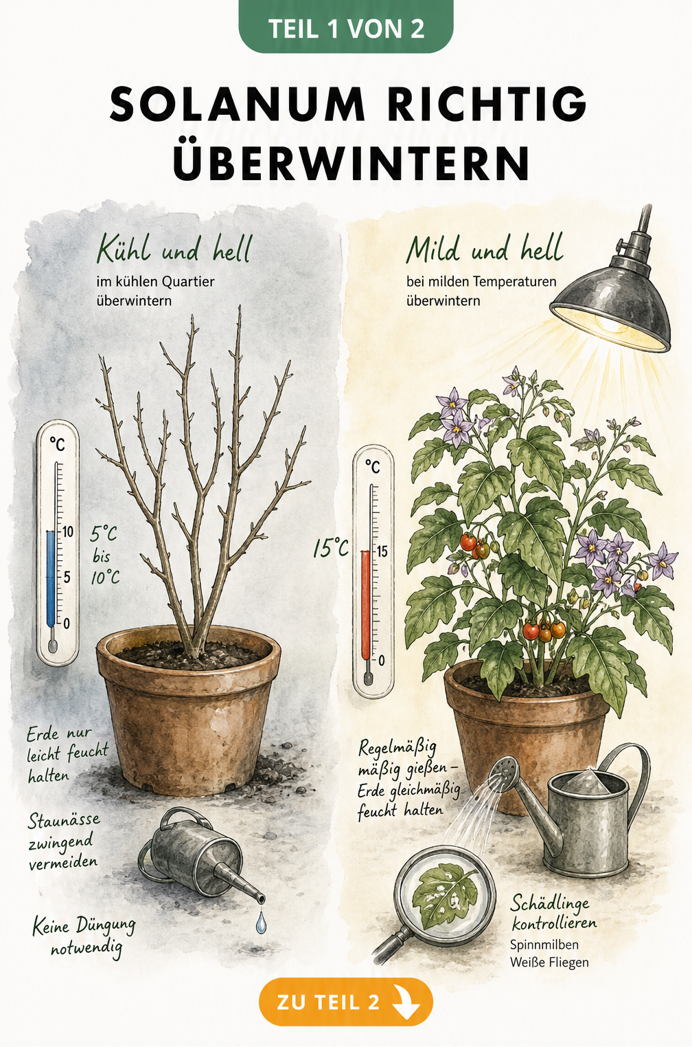 Botanische Illustration der kühlen und milden Überwinterung von Solanum mit Thermometer und Gießkanne