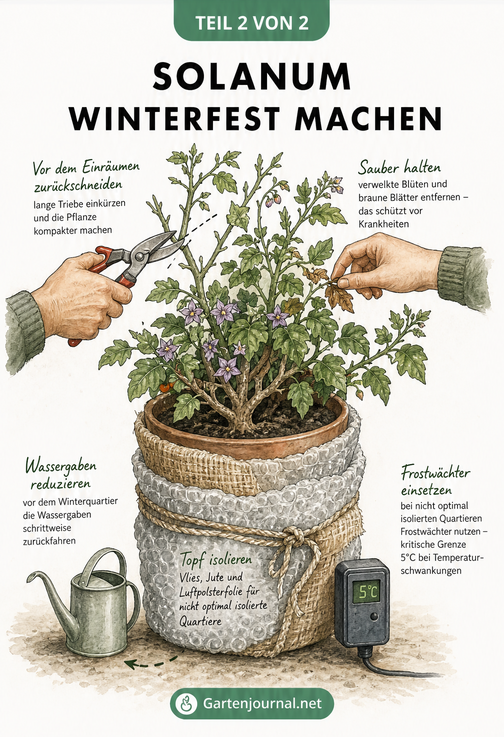 Illustration eines Solanum im Pflanztopf, umwickelt mit Jute und Luftpolsterfolie, mit Frostwächter und Gartenschere