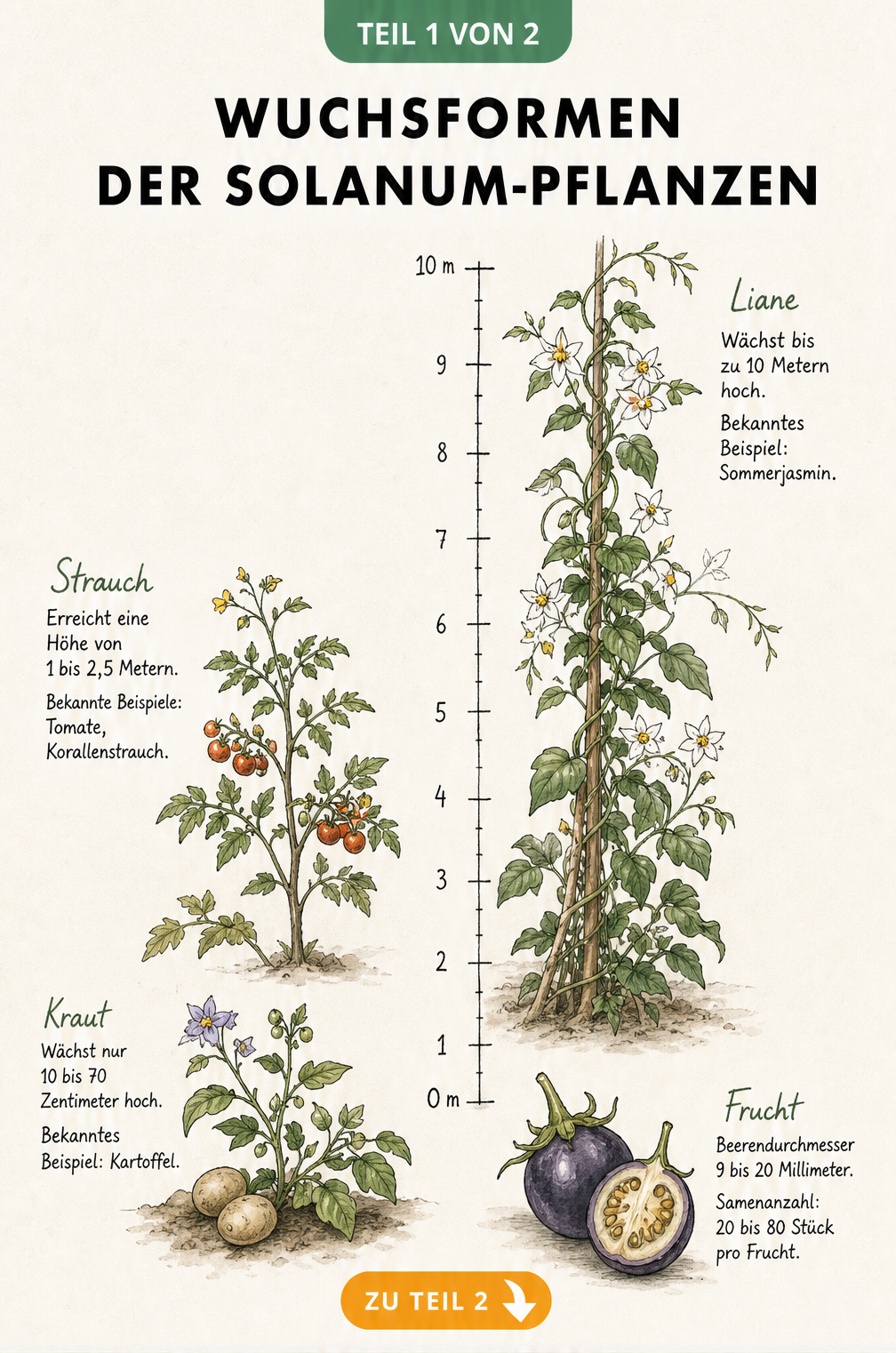 Botanische Illustration der Wuchsformen von Solanum-Pflanzen an einer Höhenskala von 0 bis 10 Metern, von der krautigen Kartoffel bis zur kletternden Liane.