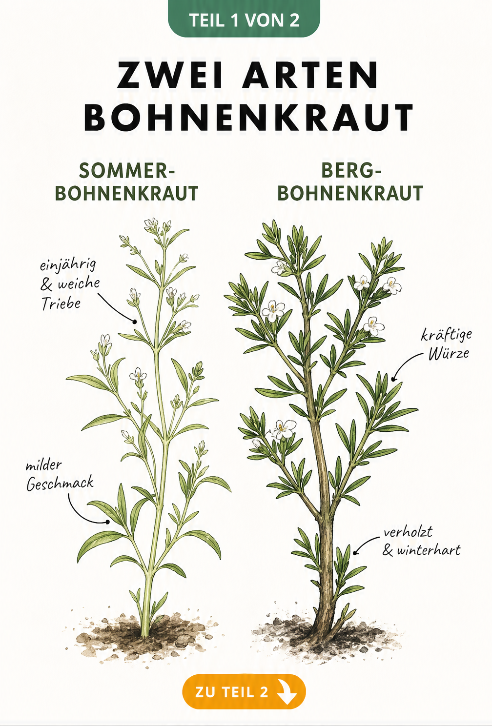Botanische Illustration von Sommer-Bohnenkraut und Bergbohnenkraut mit Merkmalen wie einjährig, winterhart und Geschmack