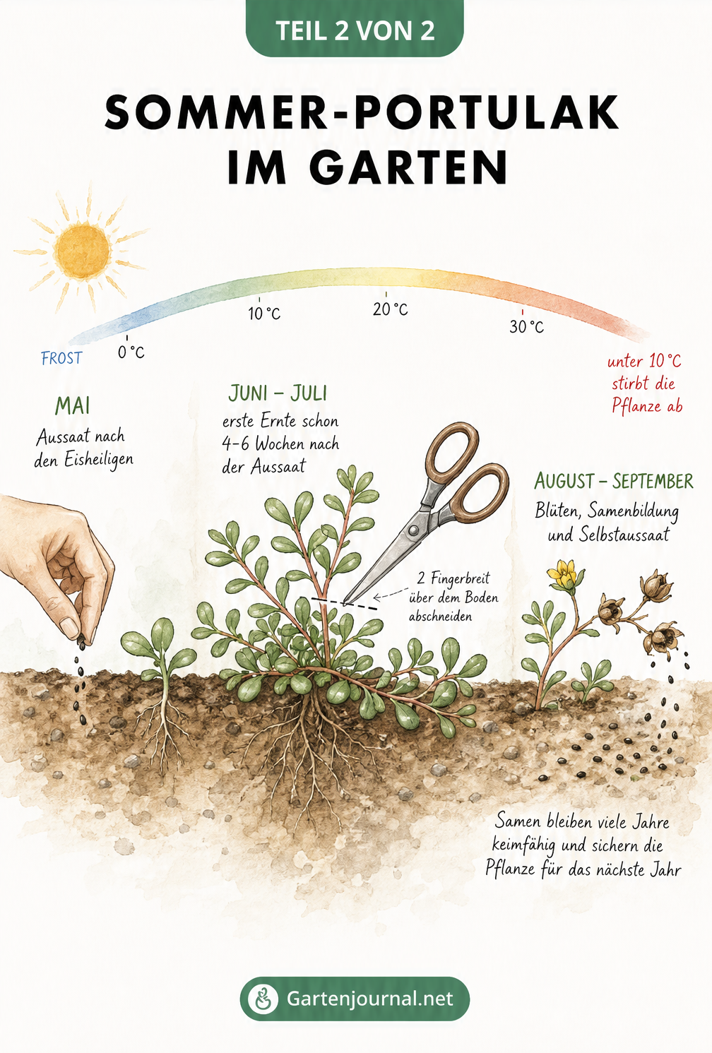 Lebenszyklus und Temperaturverlauf des Sommer-Portulaks im Garten