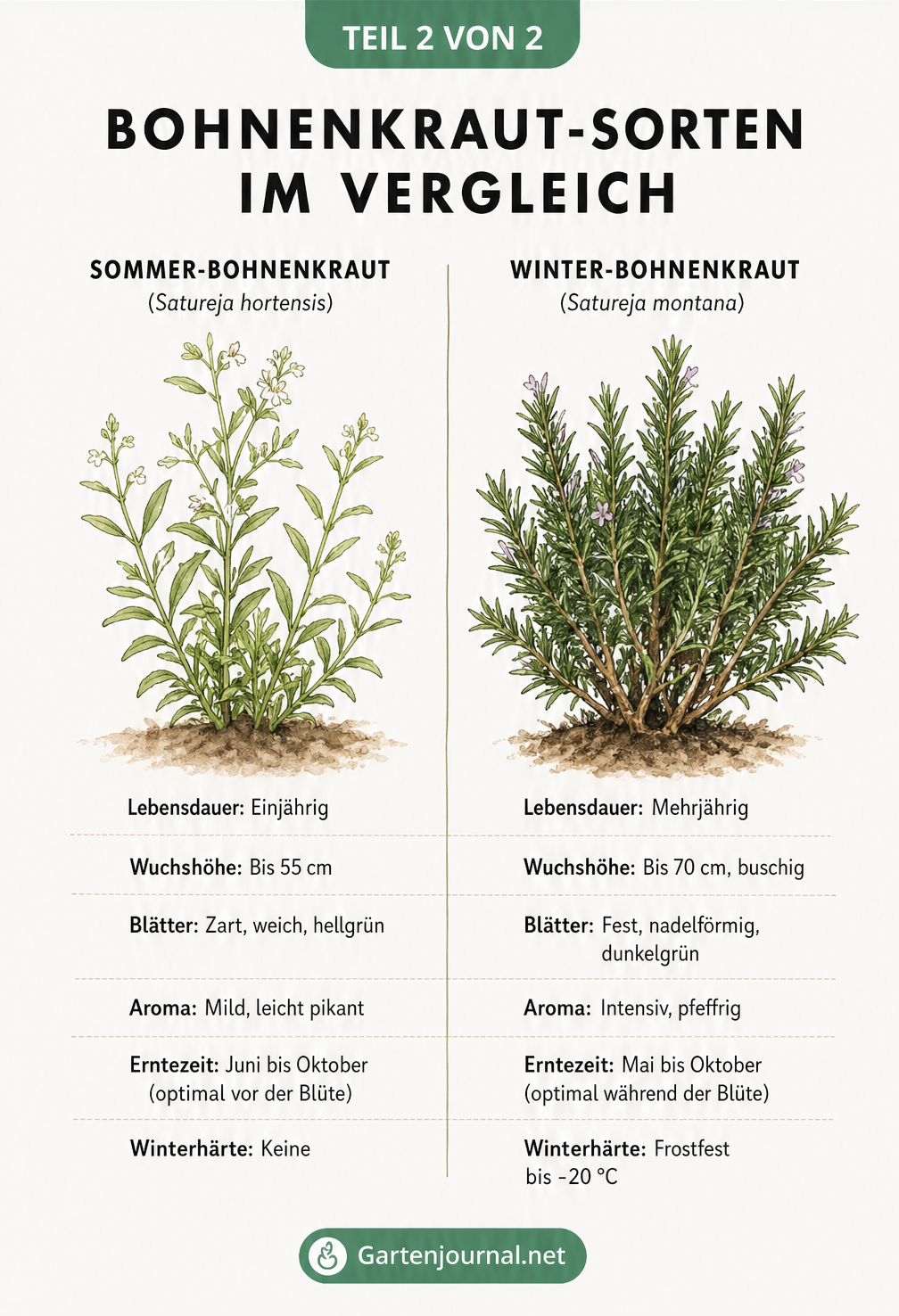 Gegenüberstellung von Sommer-Bohnenkraut und Winter-Bohnenkraut mit Merkmalen wie Lebensdauer, Wuchshöhe, Aroma und Winterhärte