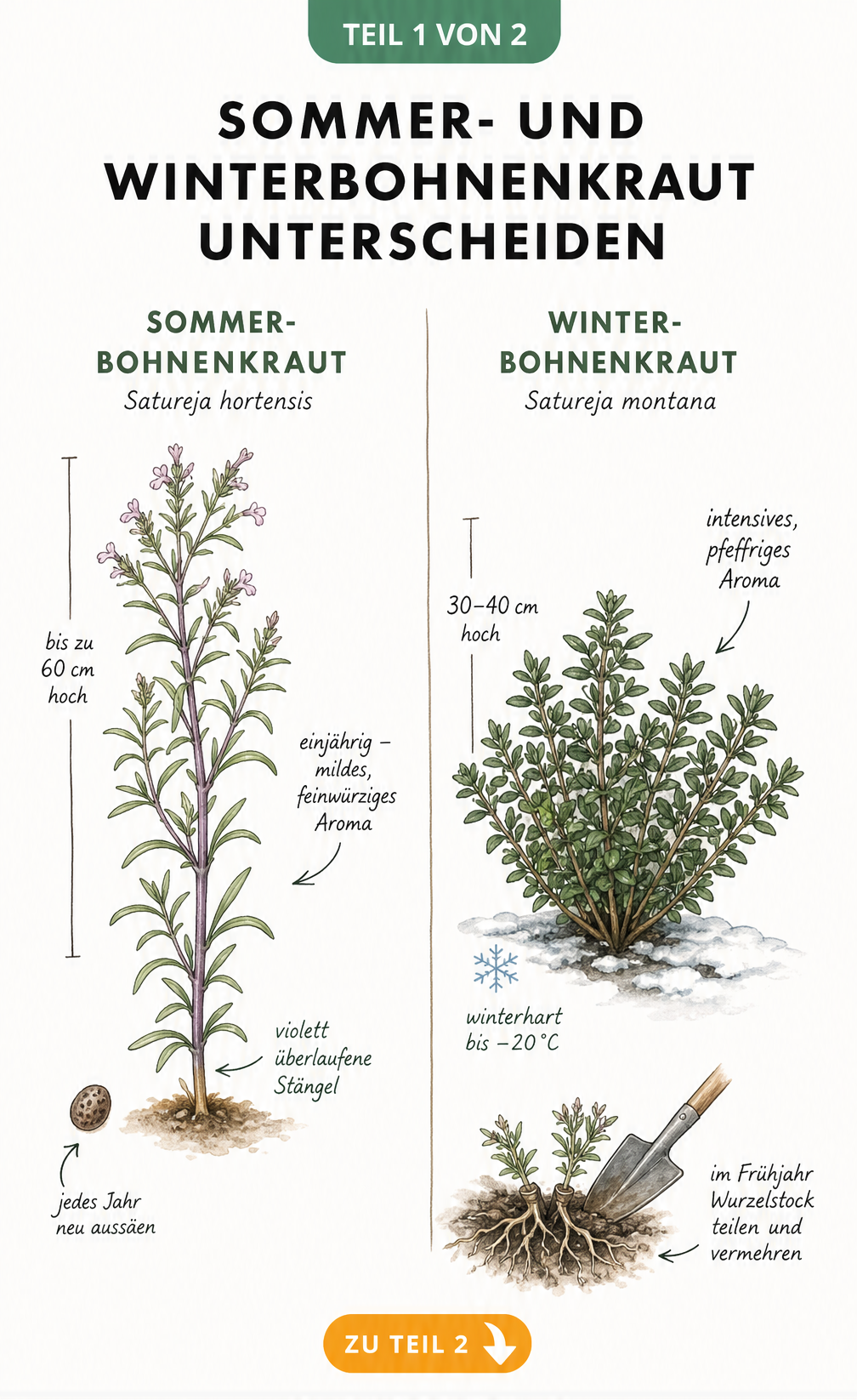 Botanische Illustration von Sommer- und Winterbohnenkraut im Vergleich