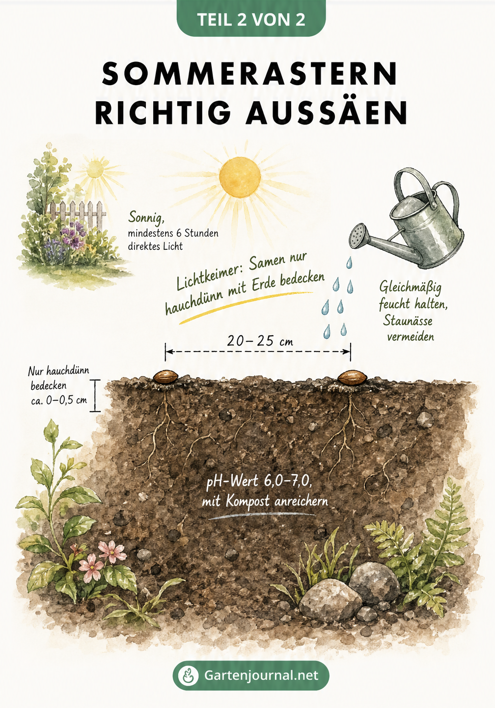 Querschnitt eines Gartenbeets zeigt Pflanzabstand, Saattiefe und Bodenbeschaffenheit für Sommerastern