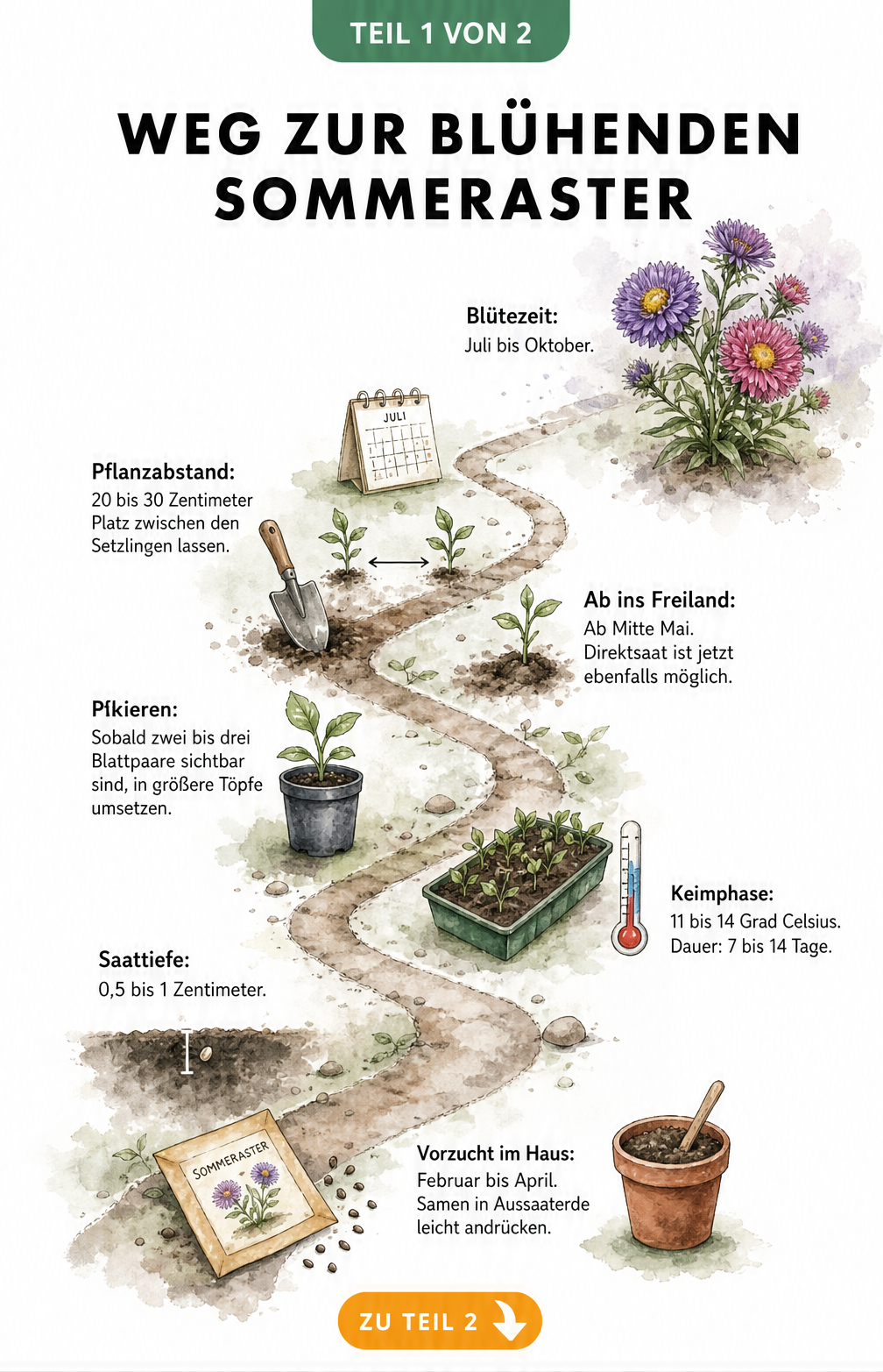 Aquarell-Zeitstrahl zur Vorzucht und Aussaat der Sommeraster vom Samen bis zur Blüte