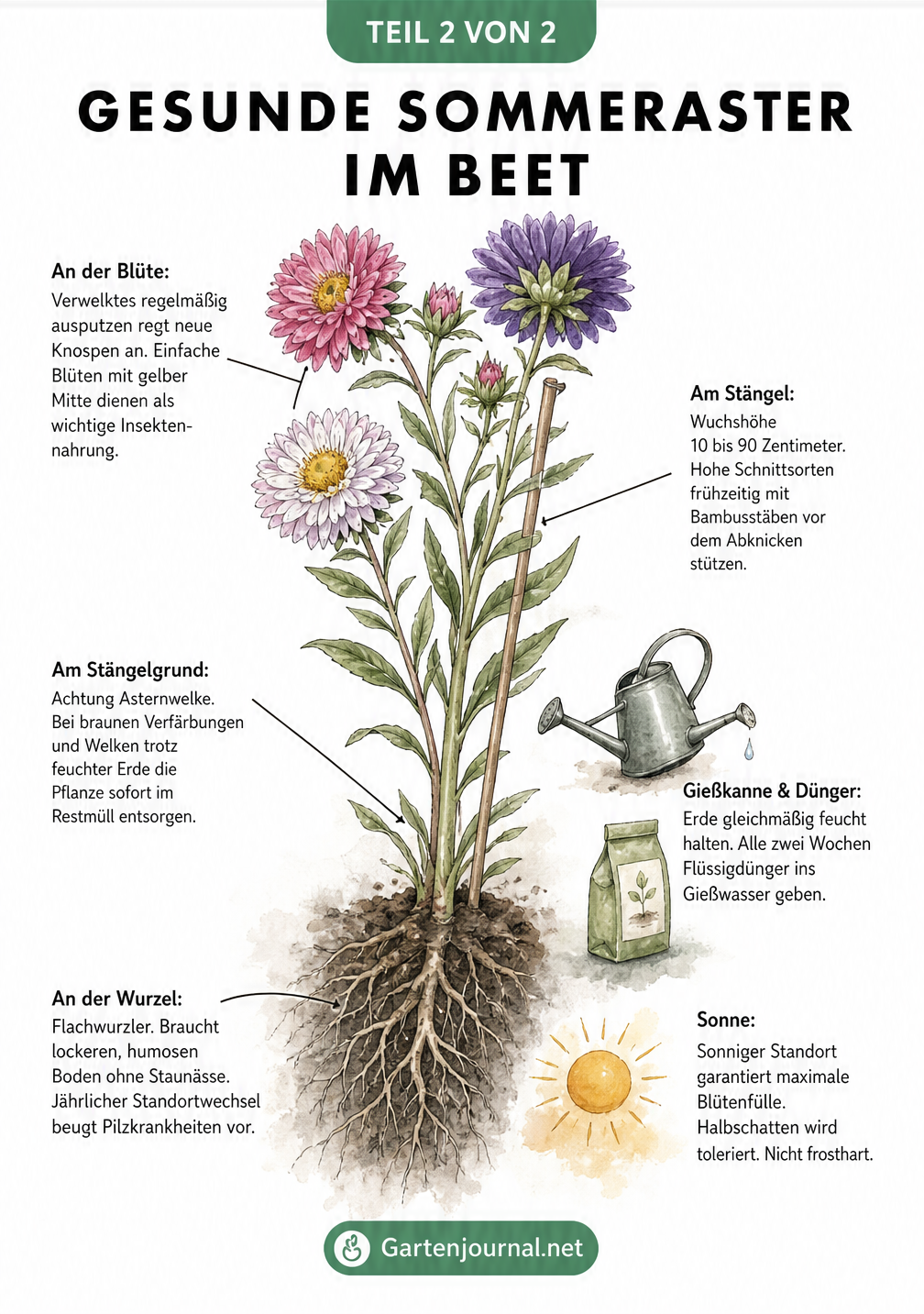Botanische Illustration einer Sommeraster mit Pflegetipps zu Standort, Gießen und Krankheiten