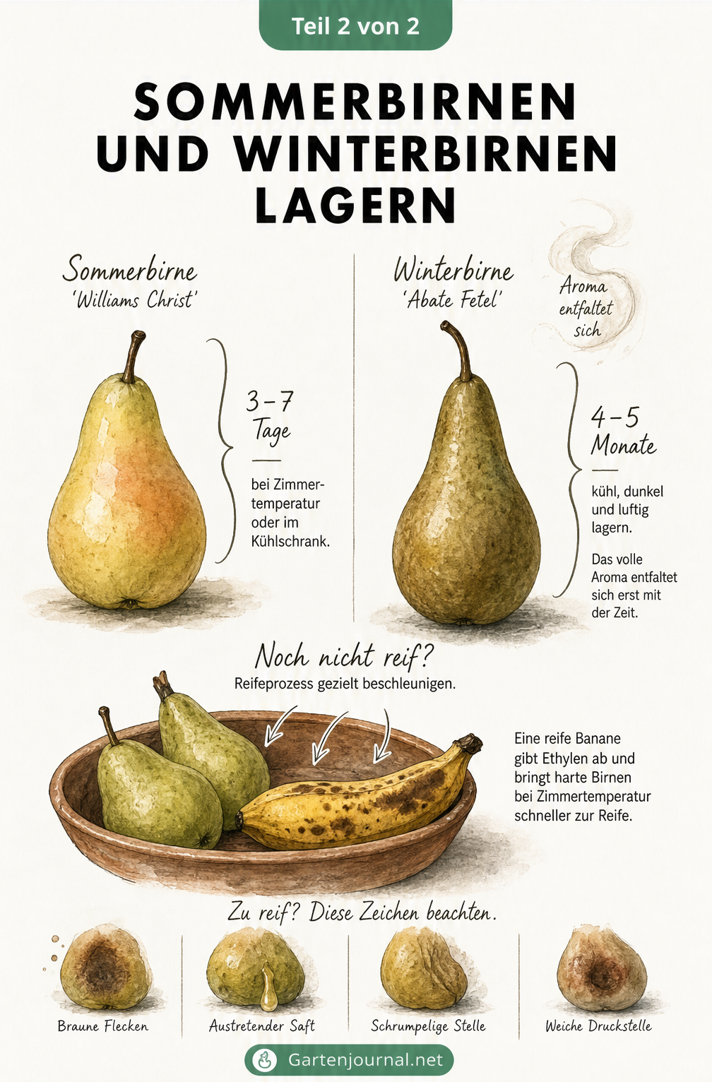 Gegenüberstellung von Sommerbirne Williams Christ und Winterbirne Abate Fetel mit Lagerdauer sowie unreifen Birnen mit Banane