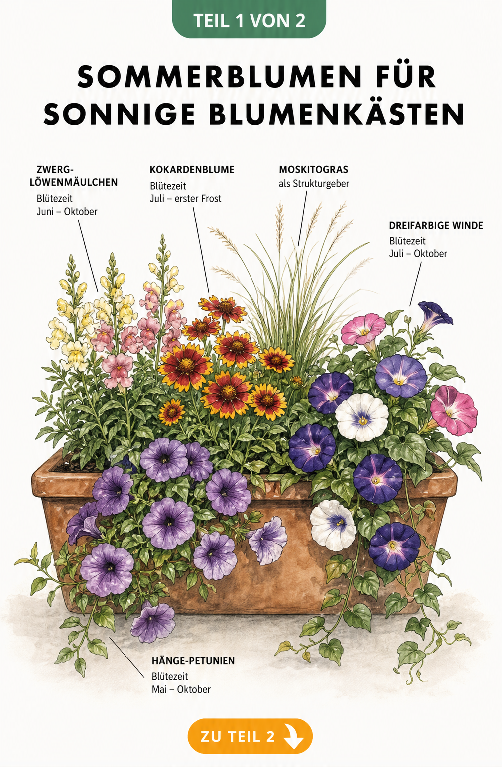 Illustration eines bepflanzten Blumenkastens mit Sommerblumen wie Zwerg-Löwenmäulchen, Kokardenblume, Hänge-Petunien und Dreifarbiger Winde
