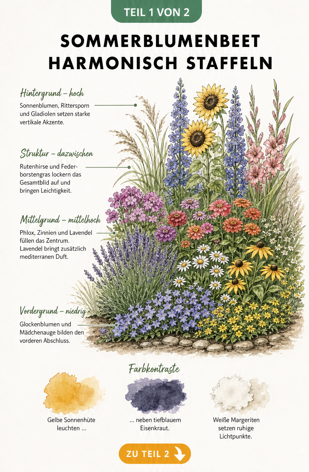 Querschnitt-Illustration eines Sommerblumenbeets mit drei Höhenstufen: niedrige Glockenblumen vorne, mittelhoher Phlox und Lavendel im Zentrum, hohe...