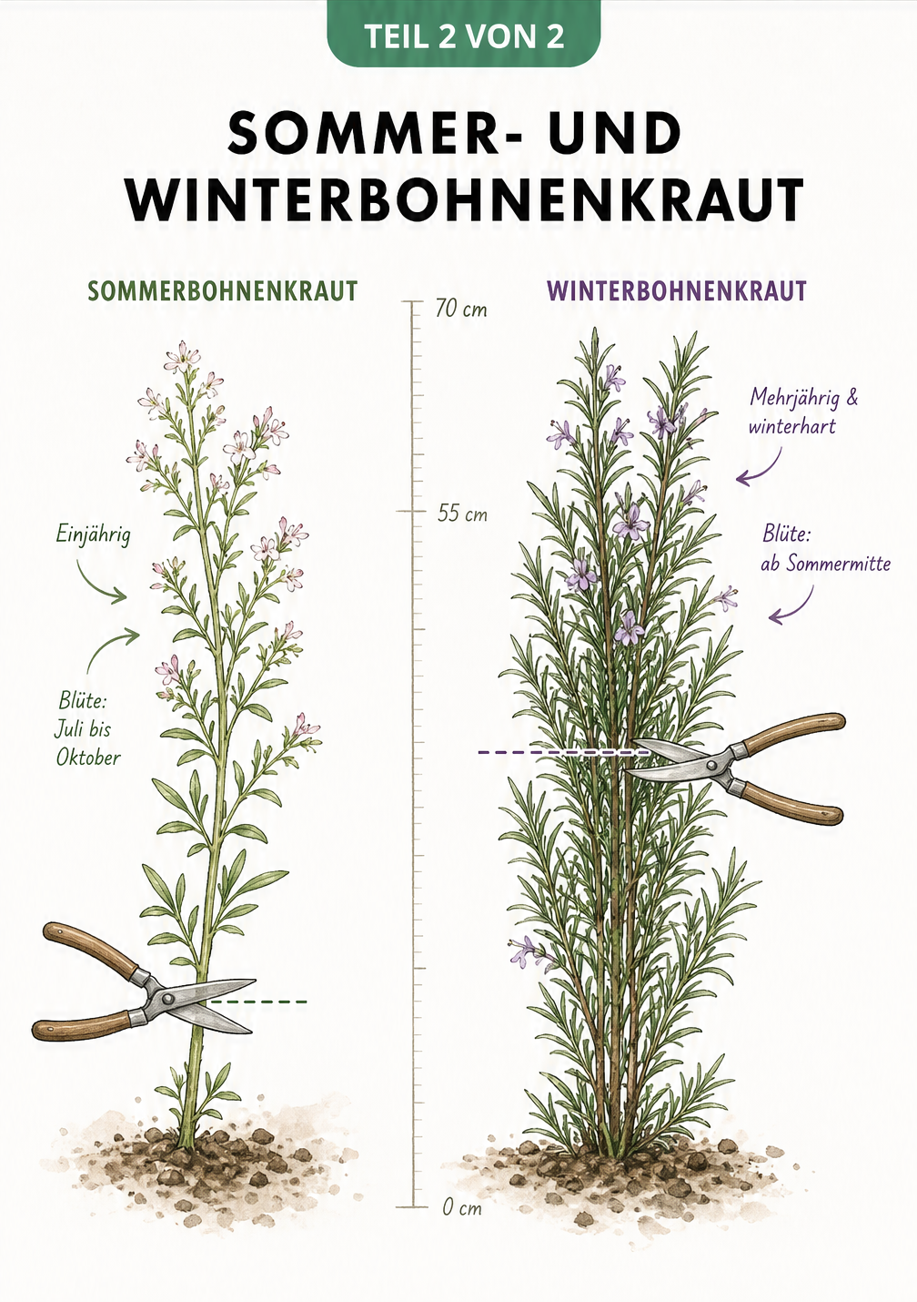 Vergleich von Sommerbohnenkraut und Winterbohnenkraut mit Wuchshöhe und Schnittkante