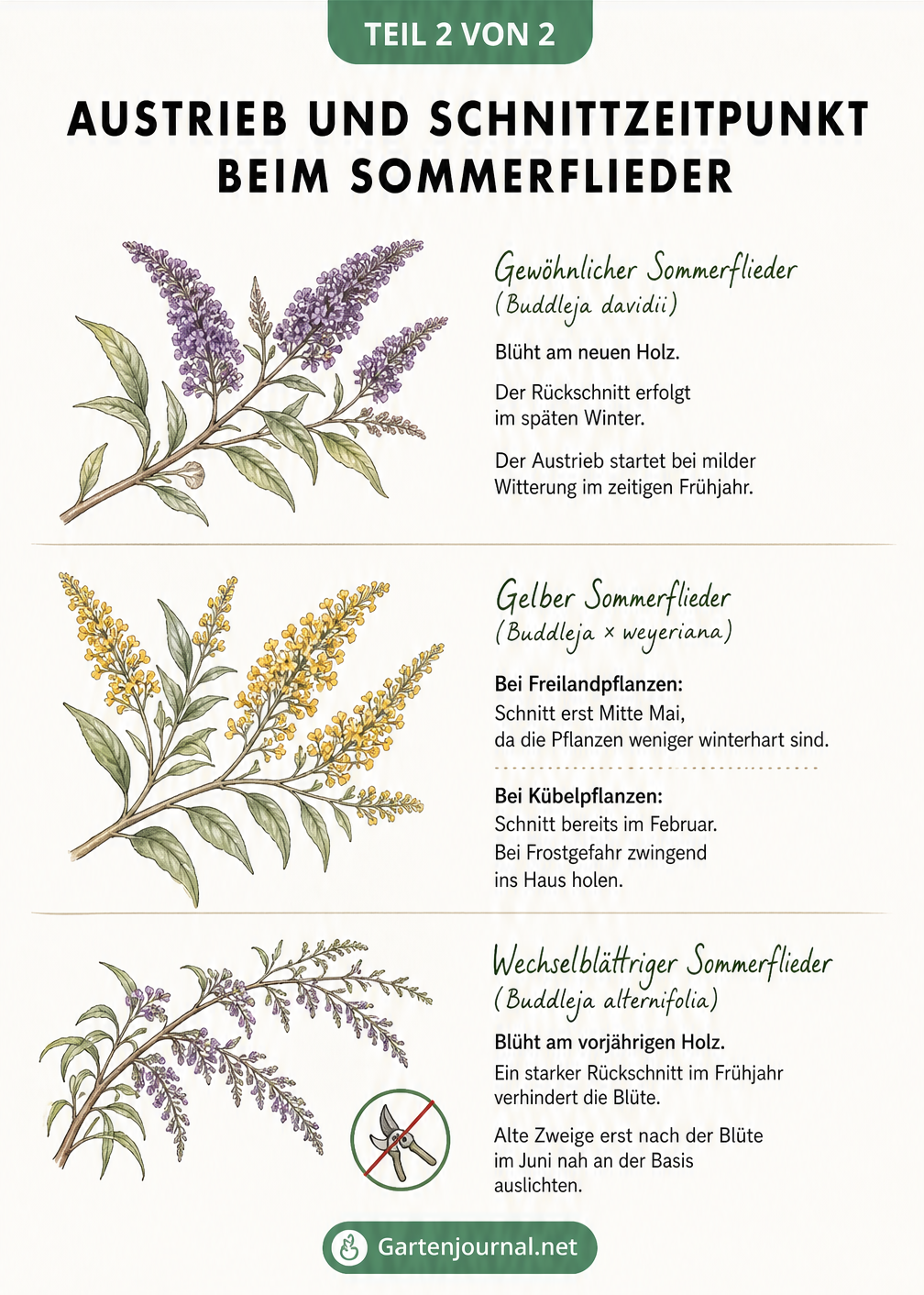 Vergleichende Schautafel der Sommerflieder-Arten: Gewöhnlicher, Gelber und Wechselblättriger Sommerflieder mit Angaben zu Austrieb und Schnittzeitpunkt.