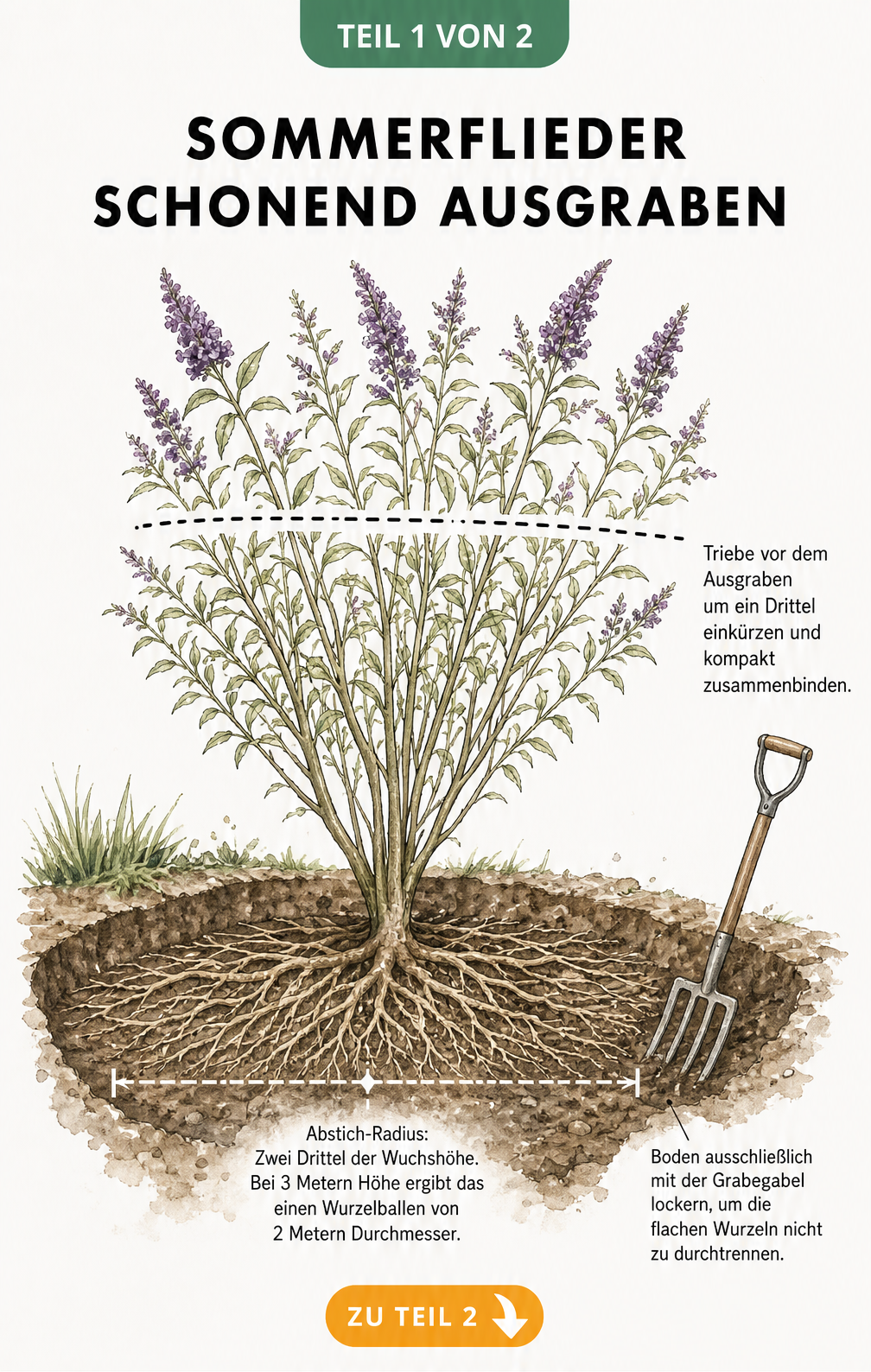 Botanische Illustration eines Sommerflieders mit flachen Wurzeln und Markierungen zum schonenden Ausgraben