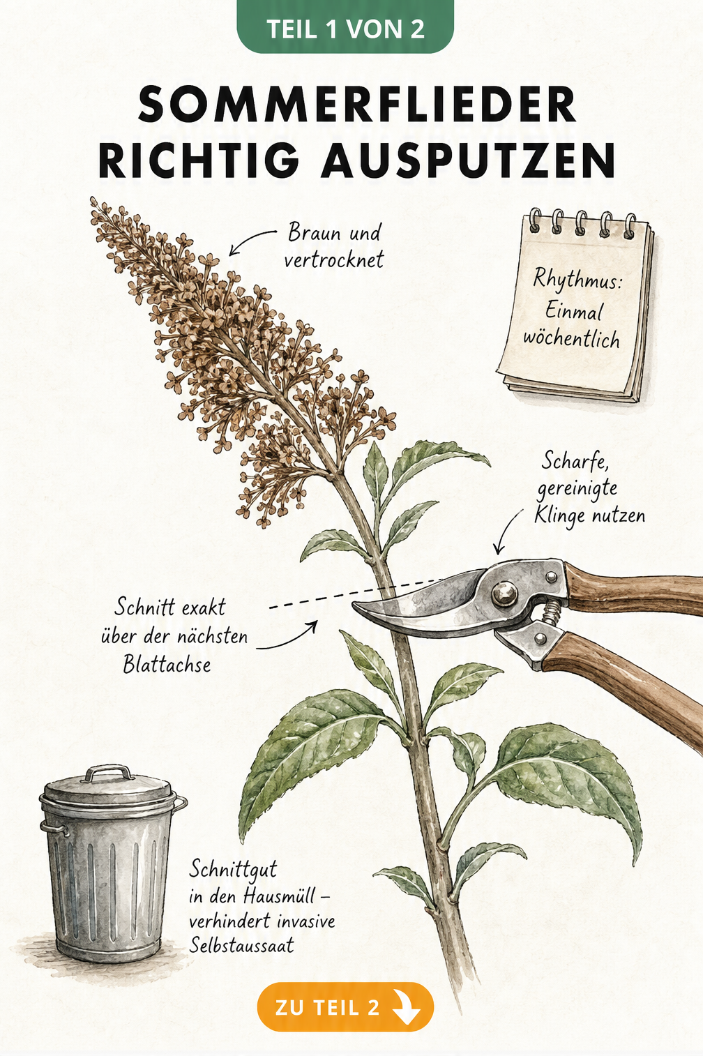 Botanische Illustration eines Sommerflieder-Zweigs mit Schnittlinie über der Blattachse und Gartenschere