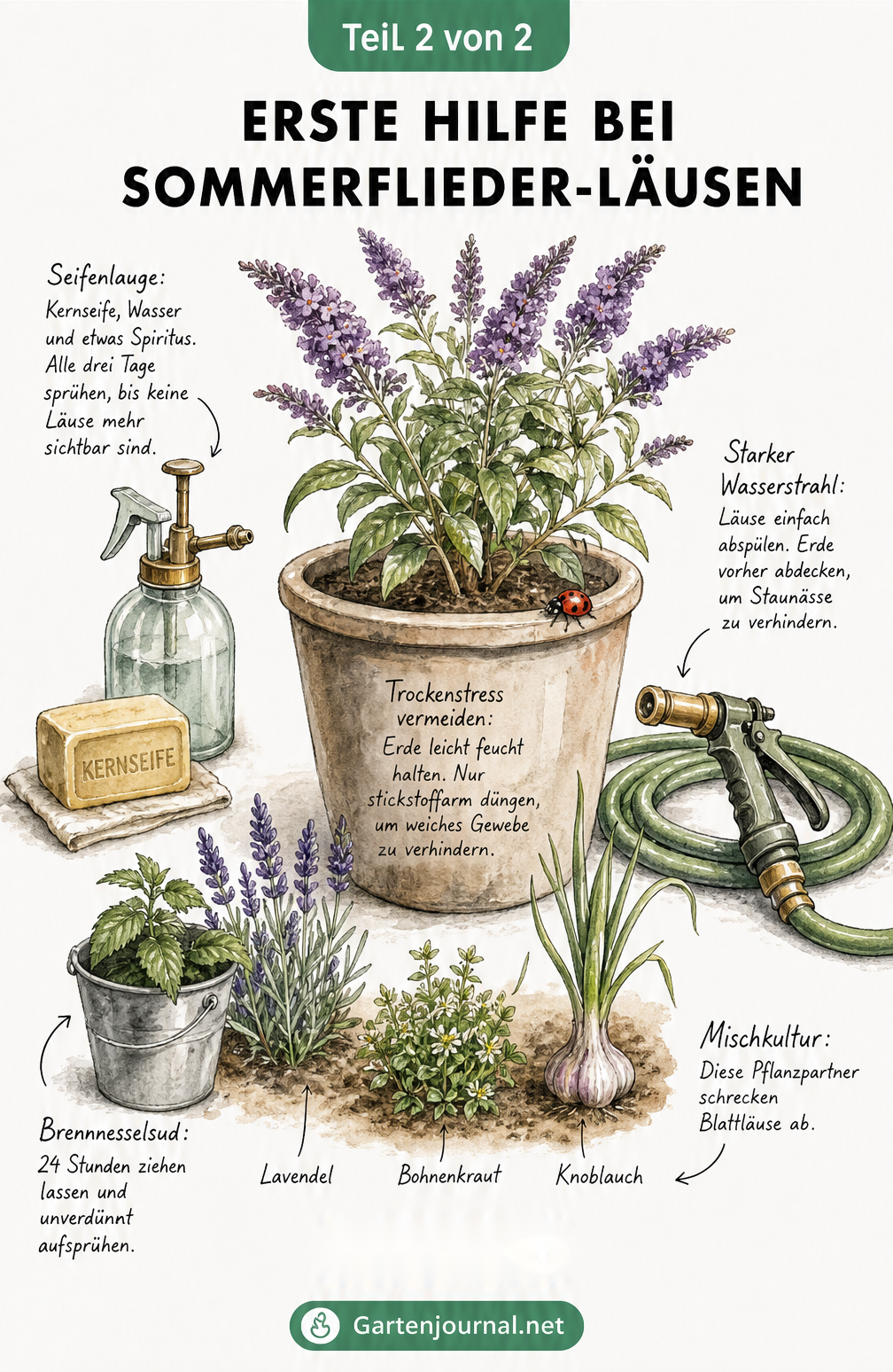 Illustration eines Sommerflieders im Kübel mit Hausmitteln gegen Blattläuse wie Seifenlauge, Brennnesselsud, Wasserschlauch und Begleitpflanzen.