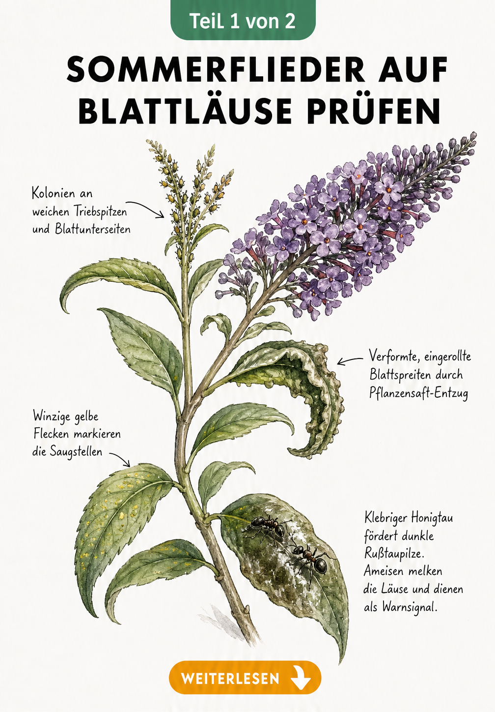 Botanische Illustration eines Sommerflieder-Zweiges mit Blattläusen, verformten Blättern, gelben Flecken und Ameisen auf klebrigem Honigtau.